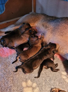 7 prachtige mechelse herder pups te koop - 6