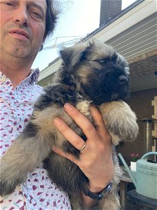 Pups Bouvier des Flandres (Vlaamse Koehond)