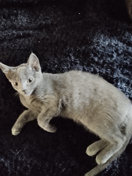 Mooie kittens zoeken gouden mand - 1