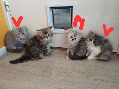 Mooie Perzische kittens te koop - 0