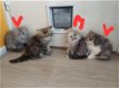Mooie Perzische kittens te koop - 0 - Thumbnail