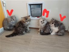 Mooie Perzische kittens te koop