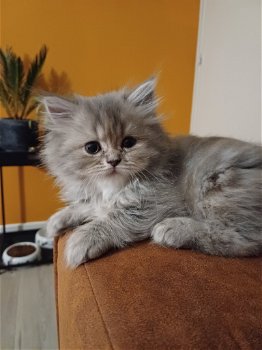 Mooie Perzische kittens te koop - 1