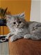 Mooie Perzische kittens te koop - 1 - Thumbnail