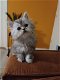 Mooie Perzische kittens te koop - 2 - Thumbnail