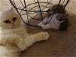 Mooie Perzische kittens te koop - 3 - Thumbnail