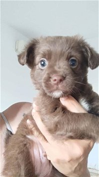 MJM Dogs Foundation: Takashi - 0