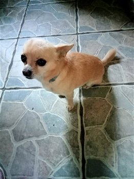 MJM Dogs Foundation: Takashi - 1