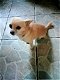 MJM Dogs Foundation: Takashi - 1 - Thumbnail