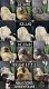 Een breed assortiment zachte en hoogwaardige schapenvachten van Adam Leather - 0 - Thumbnail