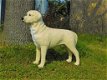honden beeld Golden Retriever - 1 - Thumbnail