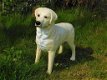 honden beeld Golden Retriever - 3 - Thumbnail