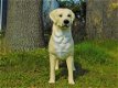 honden beeld Golden Retriever - 4 - Thumbnail