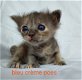 Prachtige Ragdols X Tennessee rex kittens - 0 - Thumbnail