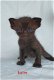 Prachtige Ragdols X Tennessee rex kittens - 1 - Thumbnail