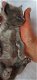 Prachtige Ragdols X Tennessee rex kittens - 3 - Thumbnail