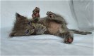 Prachtige Ragdols X Tennessee rex kittens - 5 - Thumbnail