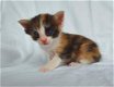 Prachtige Ragdols X Tennessee rex kittens - 6 - Thumbnail