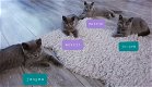4 mooie brits korthaar kittens - 1 - Thumbnail