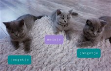 4 mooie brits korthaar kittens