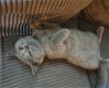 4 mooie brits korthaar kittens - 3 - Thumbnail