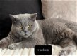 4 mooie brits korthaar kittens - 4 - Thumbnail