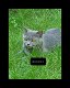 4 mooie brits korthaar kittens - 5 - Thumbnail