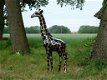 Giraffe ,beeld giraffe - 1 - Thumbnail