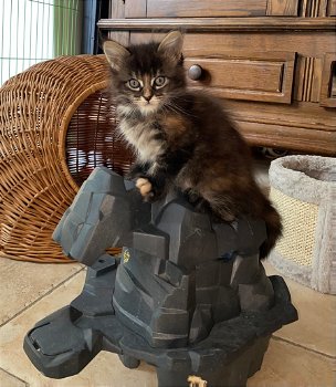 Maine coon kittens - 0