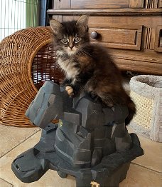 Maine coon kittens