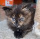 Maine coon kittens - 2 - Thumbnail