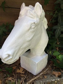 wit paardenhoofd , paard - 2