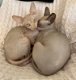 Nestje Sphynx kittens - 0 - Thumbnail