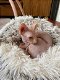 Nestje Sphynx kittens - 1 - Thumbnail