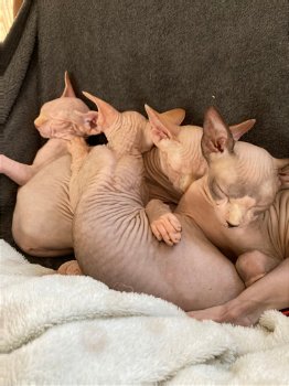 Nestje Sphynx kittens - 2