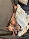 Nestje Sphynx kittens - 4 - Thumbnail