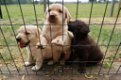 Labrador pups te koop - 0 - Thumbnail