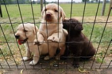 Labrador pups te koop