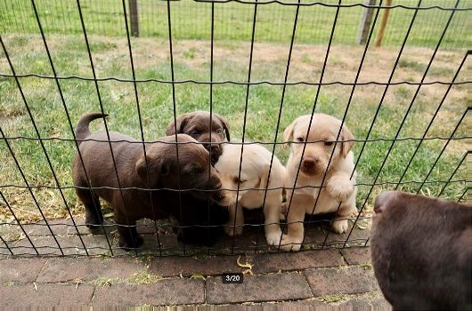 Labrador pups te koop - 2