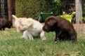 Labrador pups te koop - 3 - Thumbnail