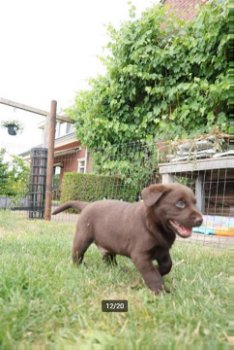 Labrador pups te koop - 4