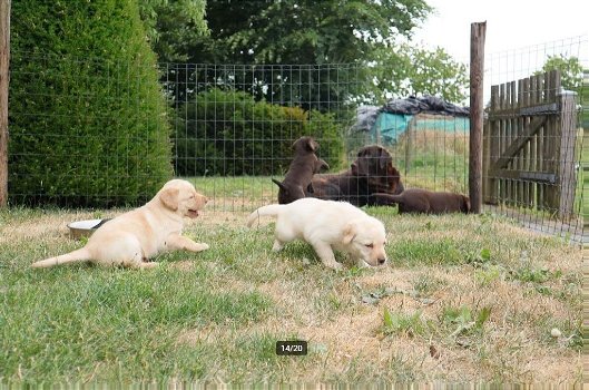 Labrador pups te koop - 5