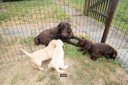 Labrador pups te koop - 6