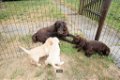 Labrador pups te koop - 6 - Thumbnail