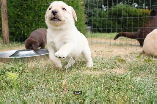 Labrador pups te koop - 7