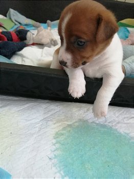 puppy.s jackrussel - 1