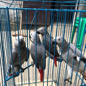 Afrikaanse grijze papegaaien beschikbaar. Wij - 0