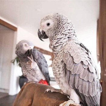 Afrikaanse grijze papegaaien beschikbaar. Wij - 1