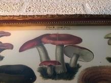 paddenstoel , schilderij - 1