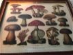 paddenstoel , schilderij - 4 - Thumbnail